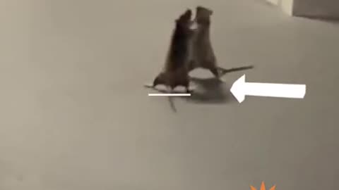 A Cat Was Spotted Watching A Rat Fight In Hilarious Viral Video #shorts tiktok