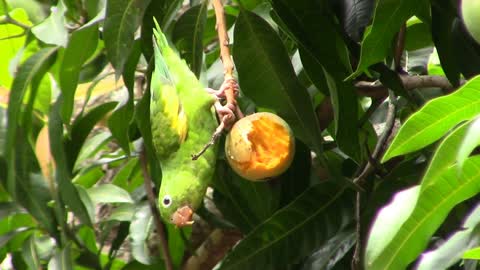 Passarinho Parakeet Eating upside down see the end of the video.