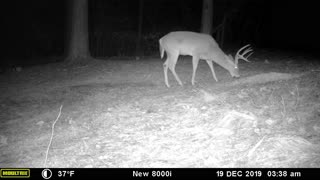 Georgia Big Buck