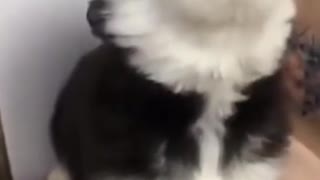 Baby Husky cries a cute howl