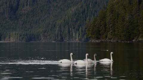 Trumpeter Swans Swimming Together.