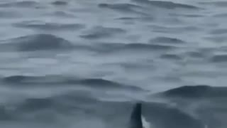 incredible moment shark jumps to catch a bird