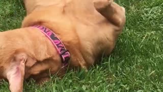 Golden retriever pink collar on back rolling around on grass