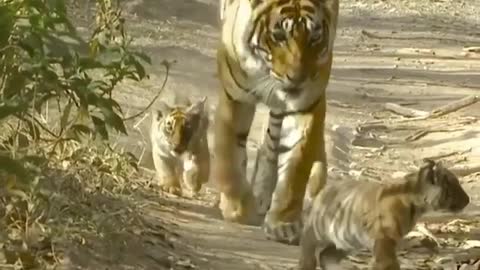 tiger and its cubs