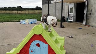 Bulldog Slips Backwards Down Slide