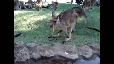 Baby Kangaroos & Joeys - CUTEST Compilation