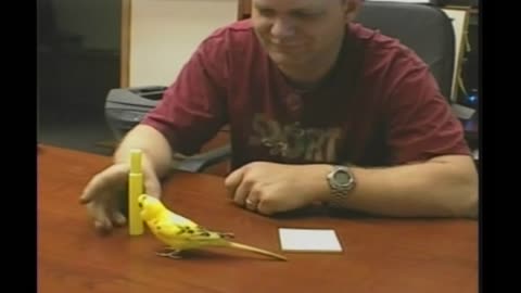 Yellow Parakeet Does Not Like Yellow Highlighter, Keeps Knocking It Down