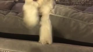 White dog neck stuck in couch pillows