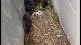 Baby Raccoon Rescued From Tin Can