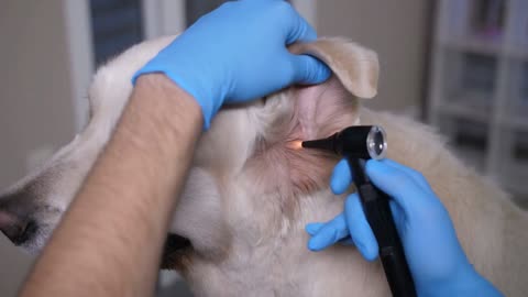 close up male vet doctor hands in gloves holding otoscope and examining dogs