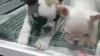 French bulldog babies having fun together