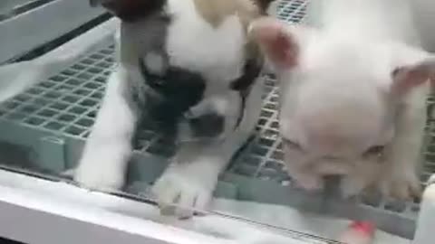 French bulldog babies having fun together