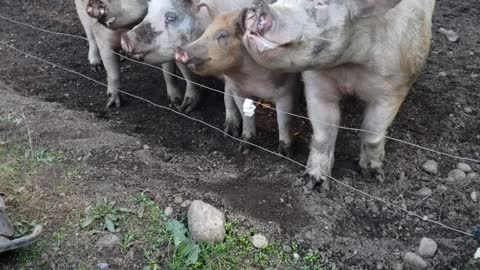 Pigs playing musical feed trays