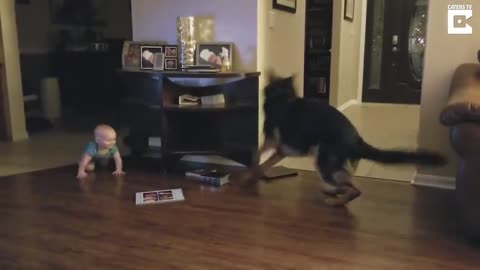 German Shepherd And Baby Play Chase Together