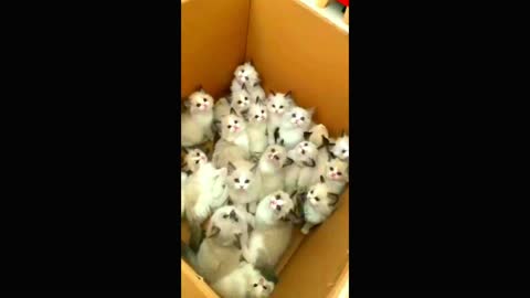 Funny Cats Video / Cat baby are Sitting...