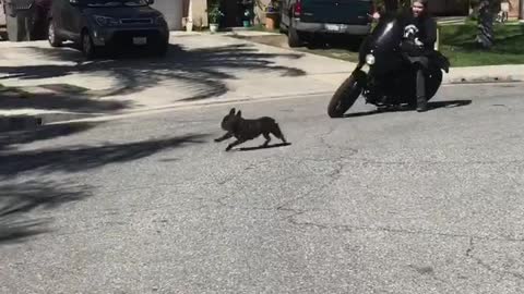 Dude uses motorcycle to exercise his dog