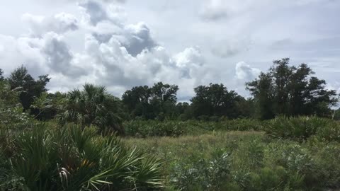 Mud and Butterflies