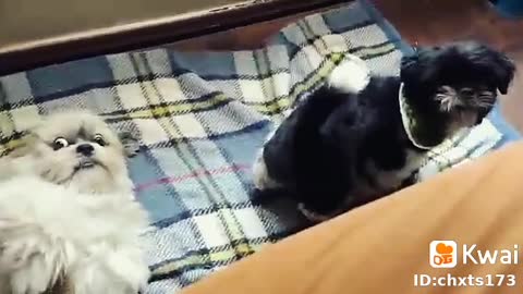 Scared cute puppies