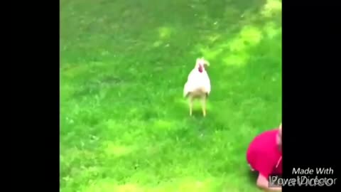 Funny chickens and roosters Chasing kids and adults / plz like the video
