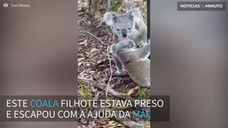 Mamãe coala salva filhote em um momento de muito amor