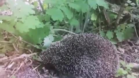 the hedgehog lost