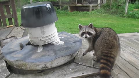 Sneaky raccoon gives one last menacing stare before Winter 2014