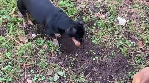 Dachshunds digging up backyard!