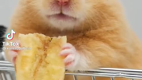 Cute hamster 🐹