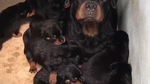 How many rottweiler puppies in this video 💞 || cute rottweiler puppies compilations