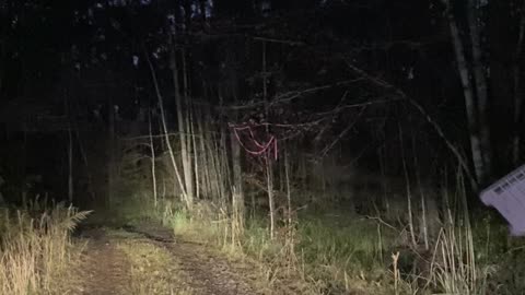 Jeep trail National Forrest