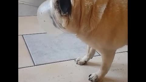 Pug stucks its face in a plastic bowl