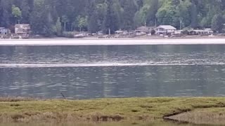 Bald Eagle swimming