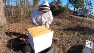 Jan 2020 Bee Inspection and update