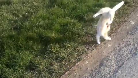 Amazing cat walking on its front legs