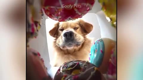 Funny Dog Video | It's time to LAUGH with Dog's !