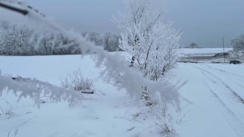 Cool Frozen frost falling from small tree