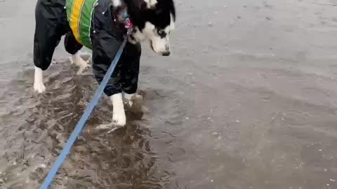 Husky walking in the rain