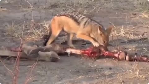 Wildlife Lion Fight for Death