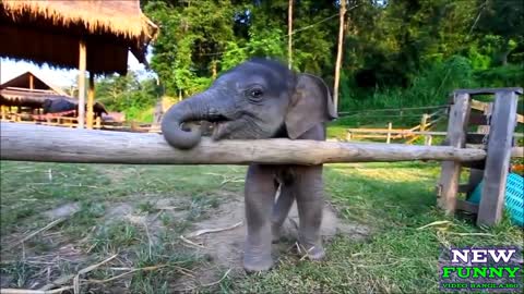 Baby elephants are beautiful - cheeky and cute