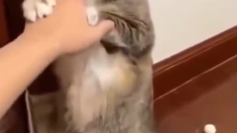 Cute 🥰 funny Cat Video