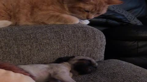 Affectionate Kitty Reaches for Sleeping Puppy