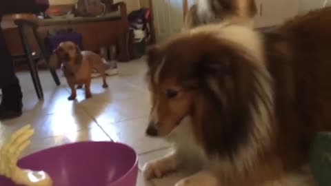 Awesome Funny dog while eating🤣😂