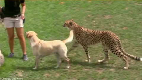 Leopard and dog , nice friendship between the two
