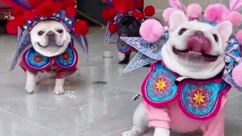 3 Dogs Performing Beijing Opera, Super Cute!