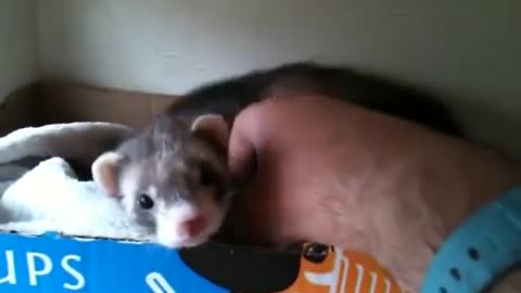 Ferret shows the owner her babies.