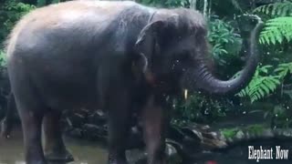 An Elephant put water on it from the lake.