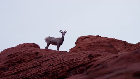 Goat on top of a rocky hill