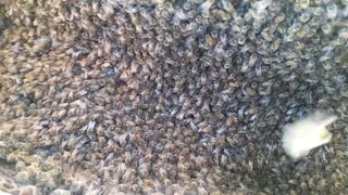 Honeybee Swarm Rehoming