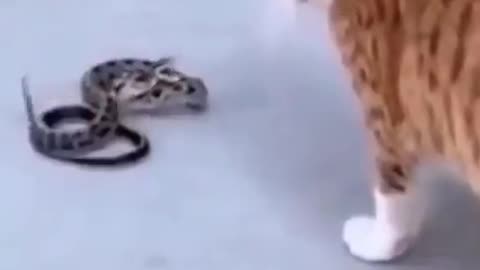 Cat vs snake