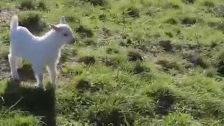Funny Cute Baby goat